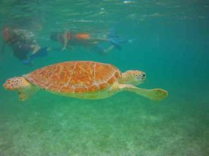 Turtles Akumal