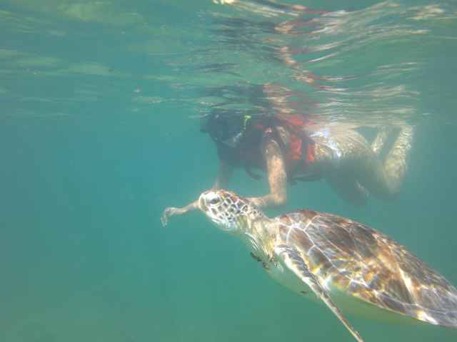 Tourtle tour akumal